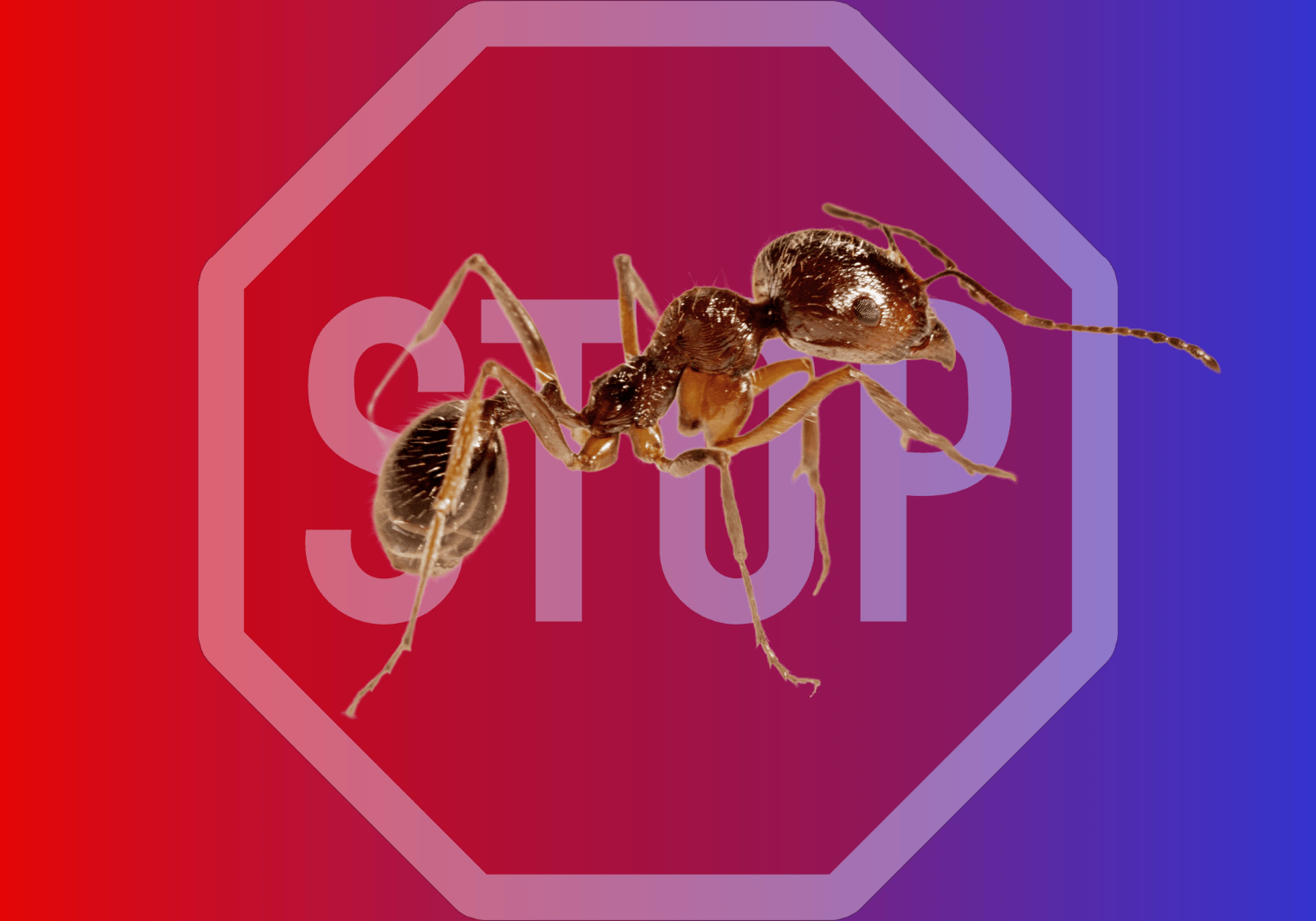 Ameisen-beseitigen-Die-besten-Hausmittel-1.png Ameisen Beseitigen Die Besten Hausmittel 1.png